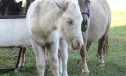 Rascal is a sweet little guy!  His registration application has been sent to AMHR.  He was born in May of this year and he is sired by DKA Navaho Prince, a white few spot appaloosa stallion & out of a registered sorrel roan appaloosa mare.  Rascal was