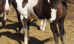 We have 3 2011 APHA Foals still left for sale sired by WW Max Smoke Mccue son of the Legendary Blue Max.  There is 2 bay stud colts one and a Black & White Overo Filly.
They are very nicely put together correct foals.  Please contact for more