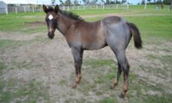 Diamond is a very stout built, beautiful coloured filly. She has a sweet personality and loves people. She comes from a large mare and with Hancock in her blood, should be a very strong horse at maturity.
Asking $850
This ad was posted with the Kijiji