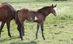Here is a flashy little filly, that has the potential to go any direction. This filly has lots of style and always has a spring in her step! Her mother is a registered quarter horse mare with cutting horse bloodlines going back to Peppy San Badger. For