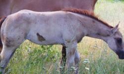 unregistered Dun 2011 AQHA bred filly
Hollywood Dunit and Skipper W breeding.
Solid filly with great confirmation.  Easy to Handle, halter broke, weaned and ready to go to a great home!
