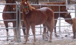 2011 sorrel filly for sale.  friendly but not halter broke yet.  willing to trade for miniature horse.  or 350.00 obo.
