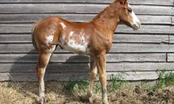 Very Stocky, Well Built Filly. Friendly and easy to handle. Born June 29, 2011. Papers are attached for more information CALL 780-658-0002
*we are in no hurry to push her out, she is still with her mother and is welcome to stay with her for a couple more