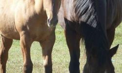 Twoeyed Fancy Glo aka "Diva" is a 2011 weanling filly. She is a dun with a star and strip. She has a pretty head and huge hip, nice straight legs and over all good conformation. This filly has a ton of potential most likely excelling in cattle. She has