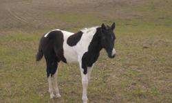 I have for sale a 2011 black and white paint filly mare is 15.3 sire was smaller this filly will be tall around 15.3 or taller she is weaned and ready for a new home would make a excellent little barrel horse or 4-H prospect
 
$900
 
pic 1 is of her full