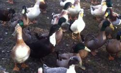Selling 20 spring hatch ducks. Some purebred, some mix. Flock includes Silver Appleyard, Rouen, Ancona, 1 Khaki Campbell female and one black/white crested. Very cool birds. Hardy, live outdoors, happy lil critters. Mature now and ready to brighten up