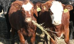 SOLD........Thanks for all the Interest
22 Quiet Red Angus / Red Blaze Heifers. These heifers will make a good set of moderate framed mamma cows that will be easy to take care of. They have not been pushed on grain at all, and are currently still out