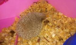This hedgehog was tame couple months back but are teenage son has dissided to start not care about her so she not getting the attention she needs. Best offer takes her away or trade for a repitle or bird with encloser. She comes with cage and bowls and