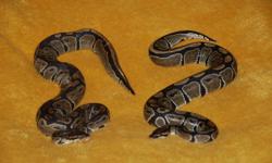 Male and Female ball pythons, 2 and half years old. Both bought from the same breeder but different litter.
Very friendly, healthy, regularly fed frozen rats.
I would include huge terrarium, cave, water bowl, heat pad etc (all worth more than $150)
Price