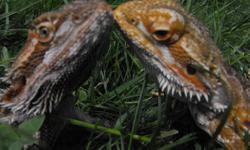 I have 2 Bearded Deagons and their enclosure for sale for $400.  This pair is friendly, easy to handle and love to come out.  I also have a colony of Dudia Roaches.  The Male and Female are produced by Capital Dragons. The Male is a super yellow and the