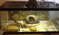 I have 2 bearded dragons that I dont have time for anymore, this ad comes with the cage, heat lamp, night time lamp, water dish, food dish, jungle background, some healthy things for them and a couple other " toys" for them that you can see in the