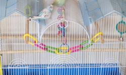 The budgies are 8 months old and have a beautiful colored coat. I am also offering the cage that I bought for 80 and the budgies for 20. Altogether I am selling them for 100 ad that also includes the food as well as the numerous amount of toys.
Phone for