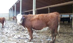Two ranch raised cows for sale. No faults. Bred and ready to calve for you. Preg checked for middle of March calving start.
 
I run a small commercial herd and have decided to keep mainly Hereford cows.
 
First picture - larger frame simmental influence