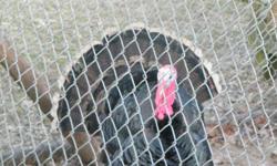i have 2 breeding pairs of turkeys they are under a year old they will lay eggs in the spring also have 2 extra toms great for new breeding stock or for christmas dinner!!!