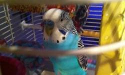 2 Budgies for sale
Includes cage, food, all toys and mirrors etc in cage
These to are very friendly also and are somewhat trained
This ad was posted with the Kijiji Classifieds app.