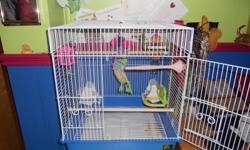 I have two budgies, Twinkle and Sky. Twinkle is a normal budgie (green and yellow colouring) and Sky is a fancy Budgie (white and baby blue colouring) Twinkle is very tame and will sit on your finger. Sky on the other hand needs a little more hands on