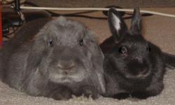 -3 year old female black dwarf bunny (2 lbs) spayed
-3.5 year old male grey lop eared bunny (4 lbs) neutered
-2 large cages excellent condition
-food, bedding, leashes, harnesses, log homes, litter boxes, water bottles, etc.
*must sell together as they