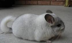 We Have 2 Chinchillas For Sale
One Is A Mosiac Male
One Is An Ebony Female She Has Been Spayed
They Are Bonded & Cannot Be Seperated
They Will Come With Their Ferret Nation Cage
They Are In Excellent Health
They Are Two Years Old