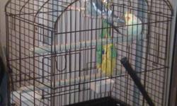 2 Cockatiels and Large cage for sale. 1 Lutino and 1 Normal Grey. Unsure of sexes. The lutino one is friendly, likes being petted in the cage, but has not started stepping onto finger yet. With a bit of work, shouldn't be a problem. $100 for the birds,