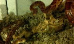 i have 2 corn snakes forsale with tank and everything suplies.
one snake is female and 4 years old and the other snake is male
and he is 3 years old.  the female is the ligher of the 2, really friendly
and loves to be held.  the male is dark red and very