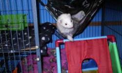 I have 2 ferrets for sale plus 2 section ferret nation cage and some accessories. ( I will not just give them away. If you say you have no money, than how can I trust that they will be given proper care?) I am back in college come and don't have enough