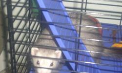Sadly, I have to put up my ferrets for sale as I am moving in 2 weeks and am not allowed pets at my new place. Sky is a 2 yr old white and grey female. Milo is a 2 and a half yr old albino male. They are two lovable and happy little critters that don't