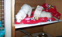 I am selling my 2 ferrets Lizzie & Mo with all their accessories, included is???
Â·         1. Lizzie 2 yrs. Old ? Pink eyes, she?s white with a little brown ,
2. Mo 2 Â½ yrs. Old ?Black eyes, he?s white with a little black, both fixed and descented
Â·