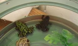 Selling two fire bellied toads with small easy clean tank with lamp just needs a new bulb. We live in three hills and it gets difficult to find crickets to feed them every 3-5 days so we need to sell them. asking $20 OBO.
Probably can deliver to Calgary