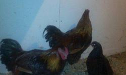 We bought a couple of gold laced wyandotte chicks. They were supposed to be hens. Guess what - they are roosters! They are actually quite beautiful but we have hens and don't really want any chicks. Anyone interested let me know - 1st $5.00 takes them. Or