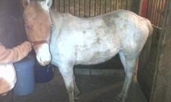 i have one stud colt and one is a filly
mouse is the stud colt he is a grade 1/4 horse. he is halter broke and very nice to handle. he should mature to about 15.3 hands. he would make a good rope or barrel prospect.( he is the buckskin )
sugar is my