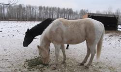 I have 2 horses for sale one Part Arabian 5 yrs and the other is a Palamino Paint 4 yrs, both are geldings.  I am an inexperienced person and know nothing about horses and wanted a horse that I can ride, the part Arabian (the black one) is only green