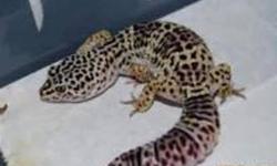 hello,
I am selling my 2 leopard geckos they are healthy and like to be held.
i am selling because i have other reptiles and cant care for all of them.
they are 50 $ each or 100 together without cages.
you can buy 1 gecko and 1 cage for 100$ or 2 geckos 1