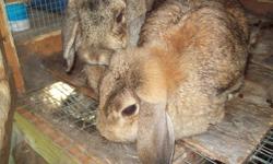 Two big lop eared Holland rabbits with huge outdoor cage for sale - great Christmas gift. Male / Female - male is fixed. Short haired rabbit has adjoining cage and he is also fixed. Looking for good home - friendly rabbits. Cage has new shingled roof and