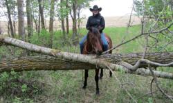 "Habbs", Unique Solution, is a reg'd AQHA 2 year old dun gelding. Right now he is 15 H but should mature around 15.2 H. Habbs has 90 days under saddle and you wouln't think he is a 2 year old. He has had people on him that have never ridden a horse before