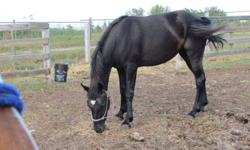 Very promising, Very stunning- two year old filly shows
lots potential in many different areas. She is 14.2 hh. Her Ground work is started, halters, lunges, leads, lifts feet. Dewormed, very friendly, easy to catch, and trailers. I don't have the time to