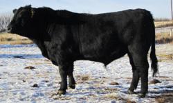We have 6 Virgin 2 year old black angus purebred bulls for sale. These Bulls have never been pushed or on creep feed. They are currently on hay and a protein pellet.
 
Four bulls are sired by a extremely long deep thick good footed and great breeding