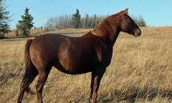 GONNA STOP N STARE
2009 Chestnut Filly
Nominated to Canadian Supreme
Ready to be started under saddle.
Excellant prospect for roping and reining and reined cowhorse
Has been haltered and stands good for farrier
up to date on vaccinations and deworming.