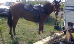 2yo grade quarter horse, he is registerable but I was never given his papers.
broke to ride.
14.5hands
good with dogs
I ride him along the hwy and lease roads with my dog with no issues.
good feet. good stride.
will be a good horse in the right hands.