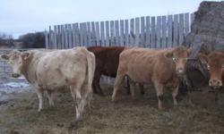 30 tan and red cows for sale.  Bulls turned out July 4th and pulled September 4th.  Bred Black Angus.  Vaccinated with Express 5 and Tasvax.  Treated with Ivomec.  Preg checked.  $1200.00.  Call 306-937-7719 or 306-441-7680.