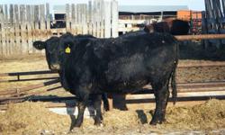 Approx 394 Bred heifers, preg checked by ultrasound, approx 75 percent blacks. All bred calving ease registered black angus. Some white faces in the group. Weigh 1050lbs plus. Bred to calve April/May. $1400 on pick or $1325 for all. Email or call. (H) 306