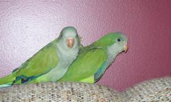 I have three baby green quakers that will be ready for new homes the middle of November. They will be fully weaned onto fruit, veg, grain and pellets, and hand tame. Wings are clipped. Breeder is a member of the AACC