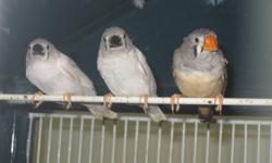 I have 3 pairs of Zebra finches all needing new homes. They are all unrelated and just coming 1 year old. They are proven breeders by myself. 1 of the pairs the babies are just leaving them, and the other 2 pairs still have the young in the nest.They are