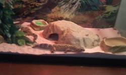 I have for sale 3 leopard geckos with the terrarium setup. I will not sell individual lizards or terrarium pieces, I will only sell the set. Leopard geckos are easily handled, slow moving, nocturnal creatures. These lizards have cohabitated for the last 2