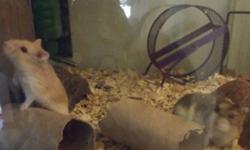 Hello, i am selling 3 Russian Dwarf Hamsters, they are only around four months old there are two males and 1 female, which i have separated from one another. They are the normal brownish gray color. And then i have one very rare Female Argente Dwarf