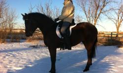 ?Ferndale? is 3 y.o Canadian Sport Horse gelding (by Shezar ox), solid mahogany bay, should mature 16hh+, BC bred, professionally raised & trained (according his age) by high level rider, 3 very nice gaits, but walk is to die for! His canter super smooth
