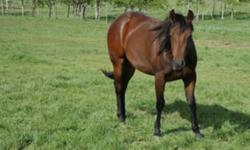 Smartie is a lovely little mare with a gorgeous colour. She has been started a bit on the ground. She is a bit touchy with her feet right now, but with continued training, she will be even better to work with.
Terrific cow horse breeding with Smart Little