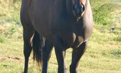This 3 year old Bay filly is built like a rock!
She has a strong hind end with a powerful hindquarters.
She is easy to catch and load.
She is up to date on Vaccinations and deworming.
Must sell as I don't have the time for her.