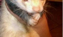 3 year old male ferret *fixed* so no breeders need apply. Great temperament, awesome with all other animals. Has been around dogs and other ferrets his whole life. Responds to "Buster" and knows a few basic tricks. Litter trained, cage trained, descented,