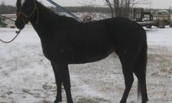 Gorgeous 3 year old mare with great bloodlines that include Dash for Cash and Corona Cartel! Started under saddle and she is a quick learner and a pleasure to work with. Great disposition! Not only is she pretty, but she has the blood and the brain to