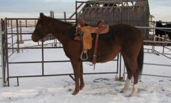 Special effort and Root Beers Boots on this mares paper. Very well bred and correct. She had 30 days with a professional trainer this summer. She has a great disposition, and is very attentive. Very smooth to ride, very soft and supple with a big stop and